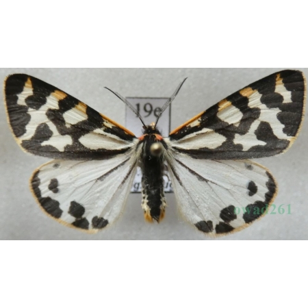 Parasemia plantaginis (Linnaeus, 1758) form white Niedźwiedziówka babkówka, misiówka czwórka Poland19e